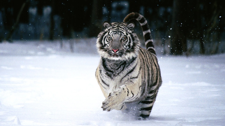 In a Hurry, White Tiger